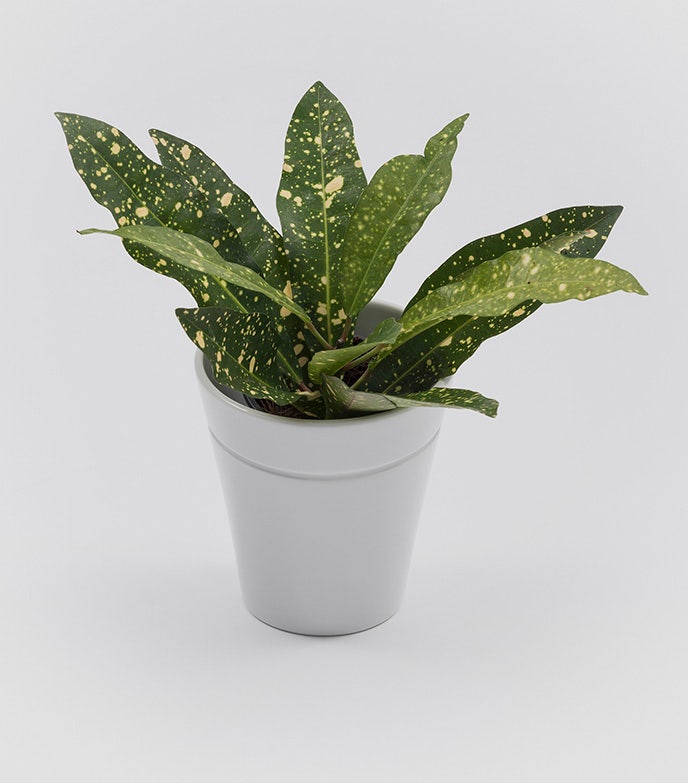 Danese Milano Window Garden Vase