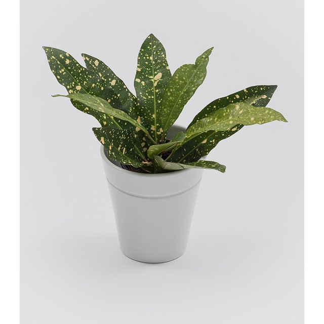 Danese Milano Window Garden Vase