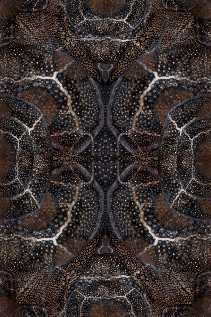 Moooi Blooming Seadragon Carpet