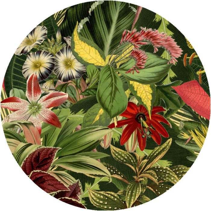 Moooi Herbarium of Extinct Plants Carpet