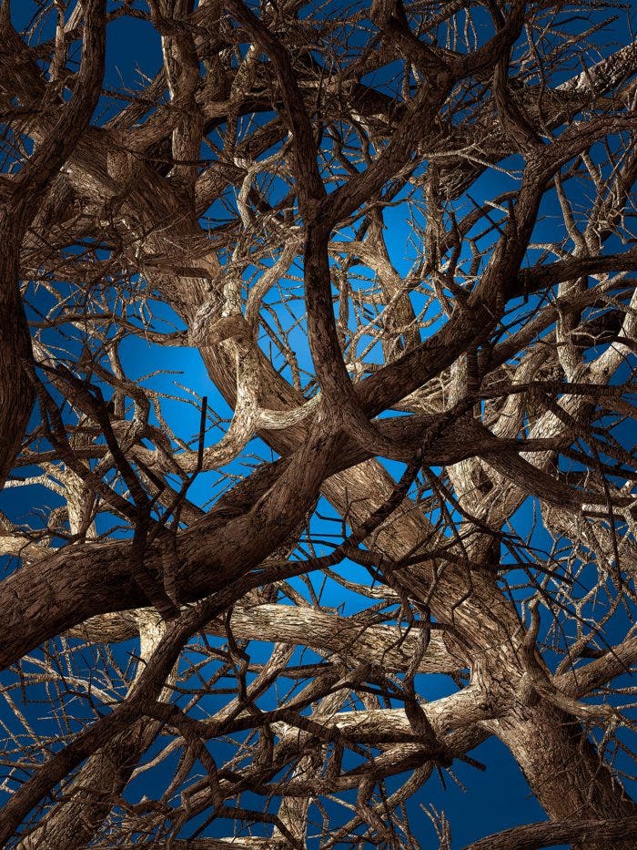 Moooi Liquid Maple Carpet