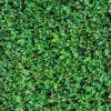 Green 1