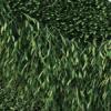 Green 2