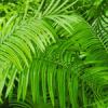 Jungle