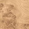 White Oak Burl